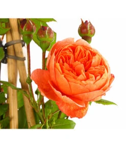 Englische Rosen -Haus Pflanzen Welt 7842750 PR DE 001 EnglischeRosenDavidAustin6LiterSommerSongDehnerExpressHerzig