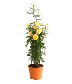 Englische Rosen -Haus Pflanzen Welt 7842750 PR FS 001 EnglischeRosenDavidAustin6LiterGoldenCelebrationDehnerExpressHerzig