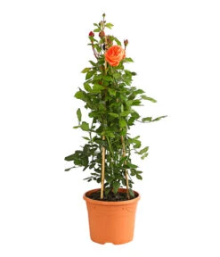 Englische Rosen -Haus Pflanzen Welt 7842750 PR FS 001 EnglischeRosenDavidAustin6LiterSommerSongDehnerExpressHerzig