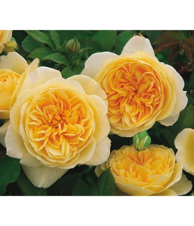 Englische Rosen 15 Englische Rosen -Haus Pflanzen Welt 7842750 PR MO 003 EnglischeRoseTeasingGeorgiaGelbRet