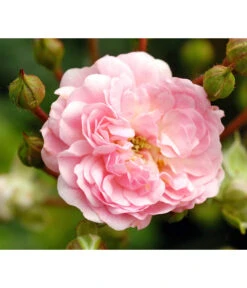 Bodendeckerrose 'The Fairy®', Rosa -Haus Pflanzen Welt 7844152 WE DE 001 BodendeckerroseTheFairy