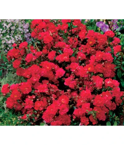 Bodendeckerrose 'Fairy King®', Rot -Haus Pflanzen Welt 7844160 WE DE 001 BodendeckerroseFairyQueenFairyQueenRot