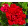Bodendeckerrose 'Fairy King®', Rot -Haus Pflanzen Welt 7844160 WE DE 002 RosaBodendeckerroseFairyQueenRot2L
