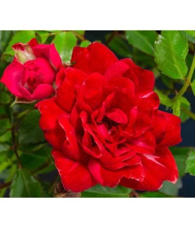 Bodendeckerrose 'Fairy King®', Rot