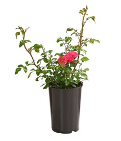 Bodendeckerrose 'Lovely Fairy®' -Haus Pflanzen Welt 7844178 PR FS 001 LovelyFairyDunkelrosa2LiterBodendeckerroseDehnerExpressHerzig