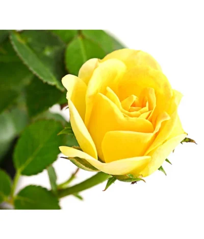 Bodendeckerrose 'Yellow Fairy®' -Haus Pflanzen Welt 7844186 PR DE 001 BodendeckerroseYellowFairy2LDehnerExpressHerzig