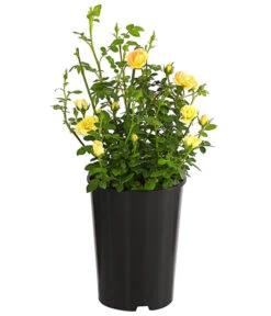 Haus Pflanzen Welt -Haus Pflanzen Welt 7844186 WE FS 001 BodendeckerroseYellowFairy2L