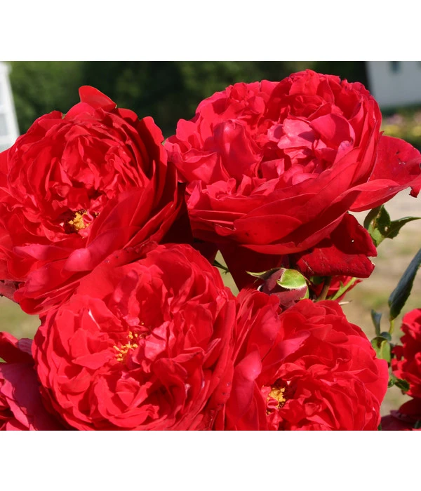 Kletterrose 'Florentina®' 4 Kletterrose 'Florentina®' – Bild 2