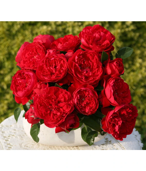 Kletterrose 'Florentina®' 3 Kletterrose 'Florentina®'