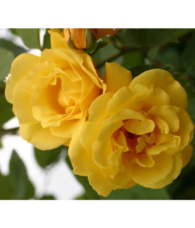 Kletterrosen 'Klettermaxe®' 19 Kletterrosen 'Klettermaxe®' -Haus Pflanzen Welt 7859457 WE DE 001 KletterroseGoldenGate