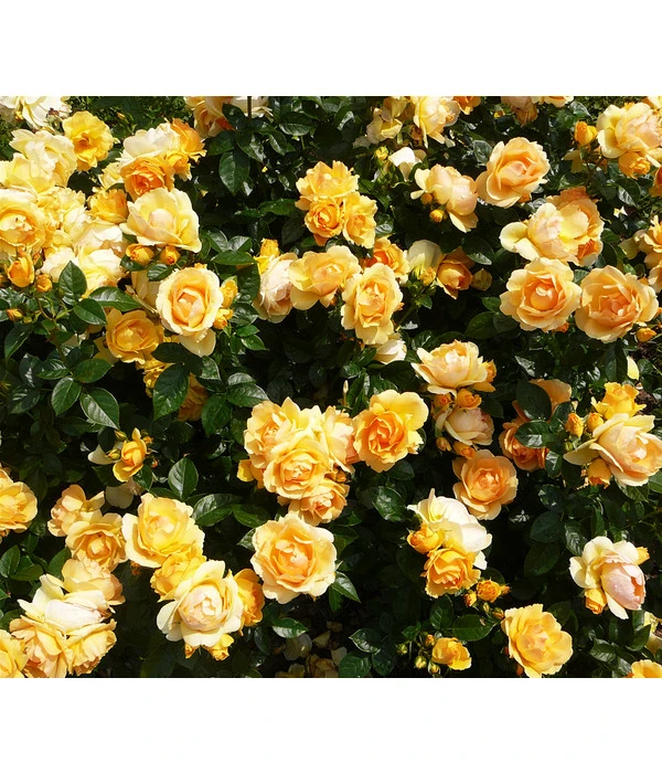 Beetrose 'Hansestadt Rostock®' 3 Beetrose 'Hansestadt Rostock®'