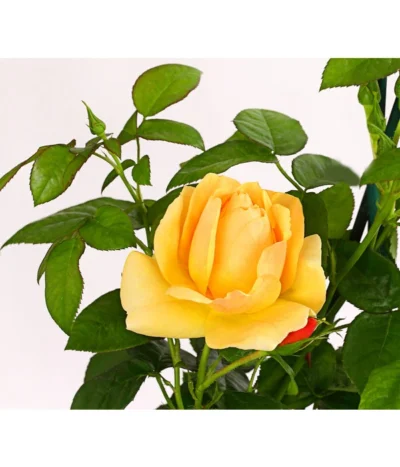 Beetrose 'Hansestadt Rostock®' -Haus Pflanzen Welt 7866551 PR DE 001 HansestadtRostock6LiterBeetroseDehnerExpressHerzig