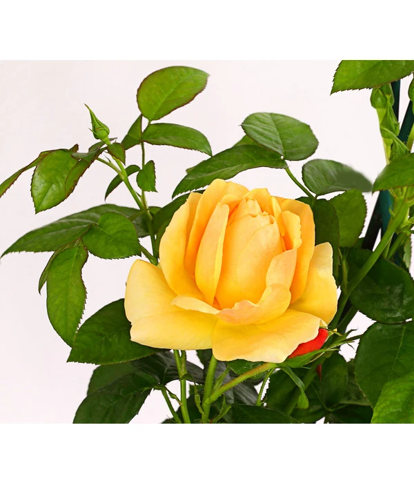 Beetrose 'Hansestadt Rostock®' 5 Beetrose 'Hansestadt Rostock®' – Bild 3