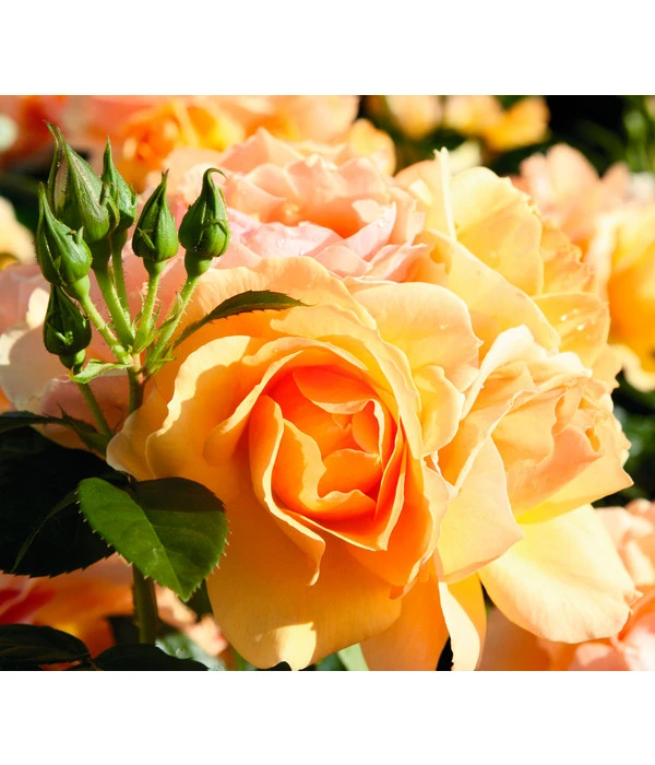 Beetrose 'Hansestadt Rostock®', Stämmchen 4 Beetrose 'Hansestadt Rostock®', Stämmchen – Bild 2