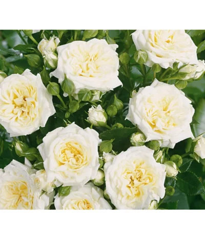 Zwergrose 'Honeymilk®'