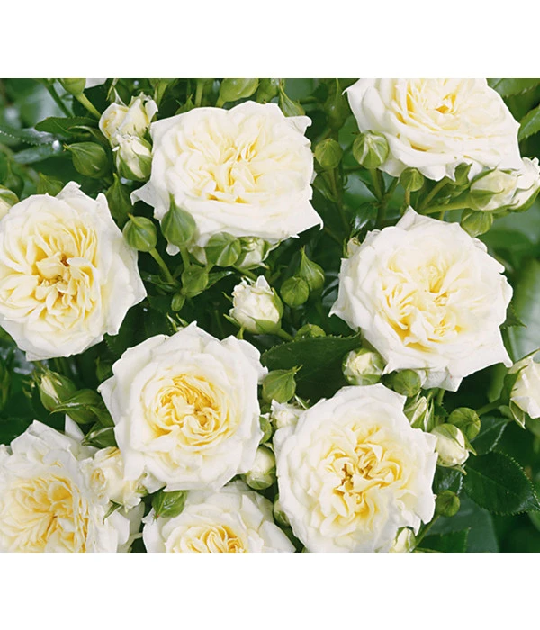 Zwergrose 'Honeymilk®' 3 Zwergrose 'Honeymilk®'