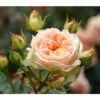 Strauchrose 'Matthias Claudius®' -Haus Pflanzen Welt 7886500 PR DE 001 RoseStrauchroseMatthiasClaudiusTantau