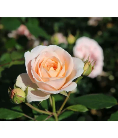 Strauchrose 'Matthias Claudius®' -Haus Pflanzen Welt 7886500 PR DE 003 RoseStrauchroseMatthiasClaudiusTantau
