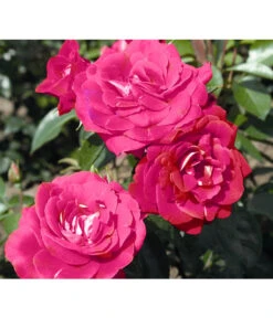 Beetrose 'Heimatmelodie®' 5 Beetrose 'Heimatmelodie®' -Haus Pflanzen Welt 7887029 PR DE 005 RoseHeimatmelodieTantau