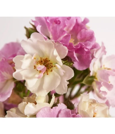 Ramblerrosen, Verschiedene Sorten