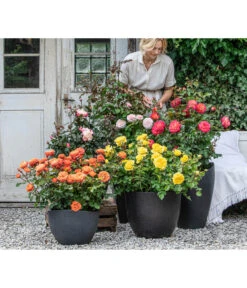 Edelrose 'Nostalgie®', Stämmchen -Haus Pflanzen Welt 7912694 WE MO 001 Rosen