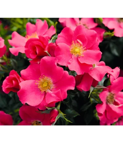 Bodendeckerrose 'Stadt Rom®'