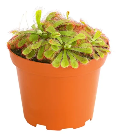 Sonnentau - Drosera Aliciae