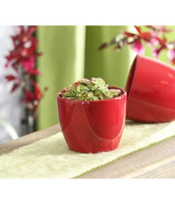 Sonnentau - Drosera Aliciae -Haus Pflanzen Welt 7975980 WE MO 001 SonnentauDroseraCapensisT9DehnerExpressHerzig