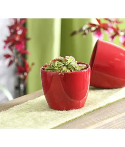 Sonnentau - Drosera Aliciae -Haus Pflanzen Welt 7975980 WE MO 001 SonnentauDroseraCapensisT9DehnerExpressHerzig