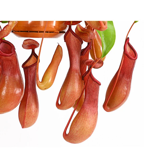 Kannenpflanze - Nepenthes Alata, Ampel 5 Kannenpflanze - Nepenthes Alata, Ampel – Bild 3
