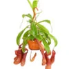 Kannenpflanze - Nepenthes Alata, Ampel -Haus Pflanzen Welt 7976004 WE FS 001 KannenpflanzeNepenthesAlataDehnerExpressHerzig