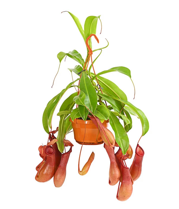 Kannenpflanze - Nepenthes Alata, Ampel 3 Kannenpflanze - Nepenthes Alata, Ampel