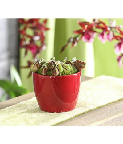 Zwergkrug - Cephalotus Follicularis -Haus Pflanzen Welt 7976038 WE MO 001 ZwergkrugCephalotusfollicularisT9DehnerExpressHerzig