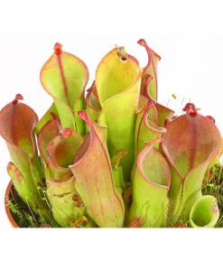 Sumpfkrug - Heliamphora -Haus Pflanzen Welt 7976046 WE DE 001 SumpfkrugHeliamphoraHeterodoxaXMinorT9DehnerExpressHerzig
