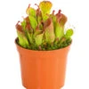 Sumpfkrug - Heliamphora 2 Sumpfkrug - Heliamphora -Haus Pflanzen Welt 7976046 WE FS 001 SumpfkrugHeliamphoraHeterodoxaXMinorT9DehnerExpressHerzig