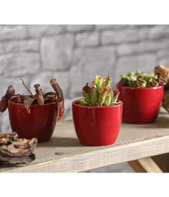 Sumpfkrug - Heliamphora -Haus Pflanzen Welt 7976046 WE MO 001 SumpfkrugHeliamphoraHeterodoxaXMinorT9DehnerExpressHerzig