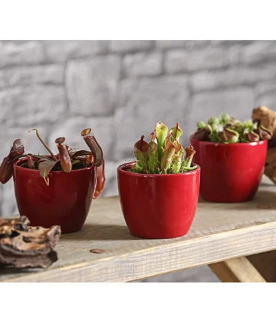 Sumpfkrug - Heliamphora -Haus Pflanzen Welt 7976046 WE MO 001 SumpfkrugHeliamphoraHeterodoxaXMinorT9DehnerExpressHerzig