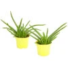Echte Aloe - Aloe Vera, 2er-Set 2 Echte Aloe - Aloe Vera, 2er-Set -Haus Pflanzen Welt 7976210 WE FS 001 AloeVeraSweetAloeBarbadensisMiller2PflanzenDehnerExpressHerzig