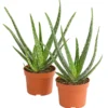Echte Aloe-Set - Aloe Vera 1 Echte Aloe-Set - Aloe Vera -Haus Pflanzen Welt 7976236 WE FS 001 AloeVera2erSet2JahreT10DehnerExpressHerzig