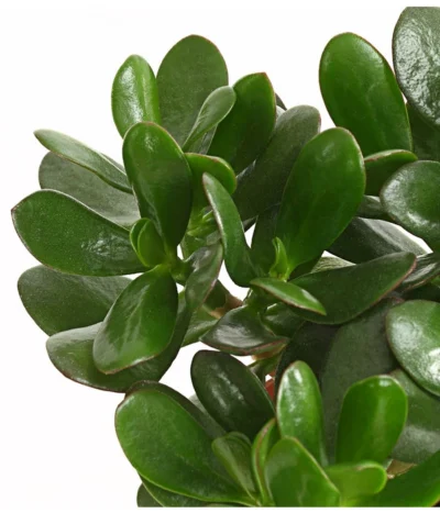 Geldbaum - Crassula Ovata -Haus Pflanzen Welt 7976277 WE DE 001 GeldbaumCrassulaPortulaceaT12DehnerExpressHerzig