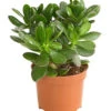 Geldbaum - Crassula Ovata -Haus Pflanzen Welt 7976277 WE FS 001 GeldbaumCrassulaPortulaceaT12DehnerExpressHerzig