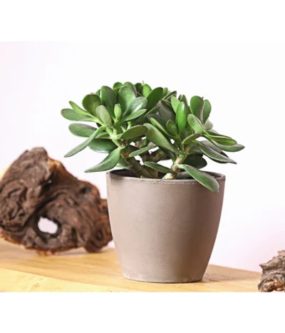 Geldbaum - Crassula Ovata -Haus Pflanzen Welt 7976277 WE MO 001 GeldbaumCrassulaPortulaceaT12DehnerExpressHerzig