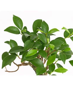 Bonsai Chinesischer Feigenbaum - Ficus Retusa, 6 Jahre -Haus Pflanzen Welt 7976939 WE DE 001 BonsaiChinesischerFeigenbaumFicusRetusa6JahreDehnerExpressHerzig2