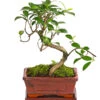 Bonsai Chinesischer Feigenbaum - Ficus Retusa, 6 Jahre -Haus Pflanzen Welt 7976939 WE FS 001 BonsaiChinesischerFeigenbaumFicusRetusa6JahreDehnerExpressHerzig2