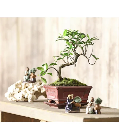 Bonsai Chinesischer Feigenbaum - Ficus Retusa, 6 Jahre -Haus Pflanzen Welt 7976939 WE MO 001 BonsaiChinesischerFeigenbaumFicusRetusa6JahreDehnerExpressHerzig2