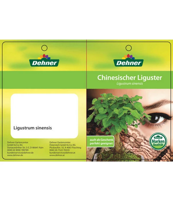 Bonsai Chinesischer Liguster - Ligustrum Sinensis, Kugelförmig, 6 Jahre 6 Bonsai Chinesischer Liguster - Ligustrum Sinensis, Kugelförmig, 6 Jahre – Bild 4