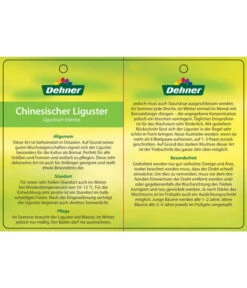 Bonsai Chinesischer Liguster - Ligustrum Sinensis, Kugelförmig, 6 Jahre 11 Bonsai Chinesischer Liguster - Ligustrum Sinensis, Kugelförmig, 6 Jahre -Haus Pflanzen Welt 7976947 ChinesischerLigusterEtikett2