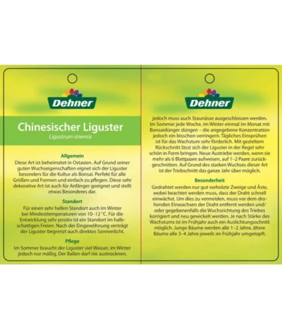 Bonsai Chinesischer Liguster - Ligustrum Sinensis, Kugelförmig, 6 Jahre 11 Bonsai Chinesischer Liguster - Ligustrum Sinensis, Kugelförmig, 6 Jahre -Haus Pflanzen Welt 7976947 ChinesischerLigusterEtikett2