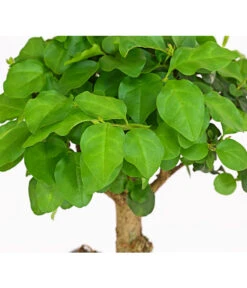 Bonsai Chinesischer Liguster - Ligustrum Sinensis, Kugelförmig, 6 Jahre 8 Bonsai Chinesischer Liguster - Ligustrum Sinensis, Kugelförmig, 6 Jahre -Haus Pflanzen Welt 7976970 WE DE 001 BonsaiChinesischerLigusterLigustrumSinensis6JahreKugelformDehnerExpressHerzig2