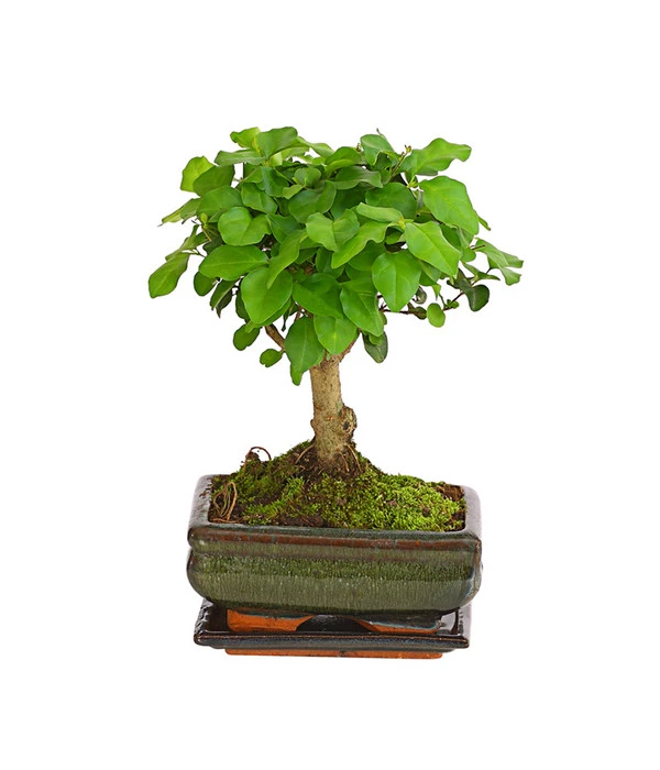 Bonsai Chinesischer Liguster - Ligustrum Sinensis, Kugelförmig, 6 Jahre 3 Bonsai Chinesischer Liguster - Ligustrum Sinensis, Kugelförmig, 6 Jahre